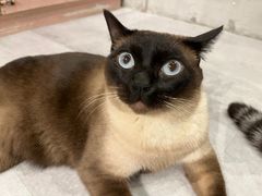 -猫儿山۰猫主题餐厅
