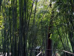 -云溪植物园