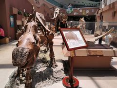 -陕西自然博物馆