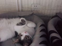-猫咖时代(中山亭店)
