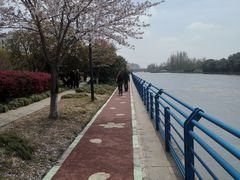 -高东镇樱花园