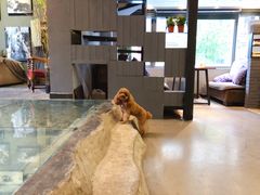 -百好乐宠物友好餐厅(朝外大街店)