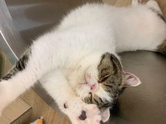 -瞄一喵猫咖(格力海岸店)