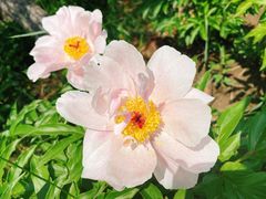 -长春公园(普阳街道)