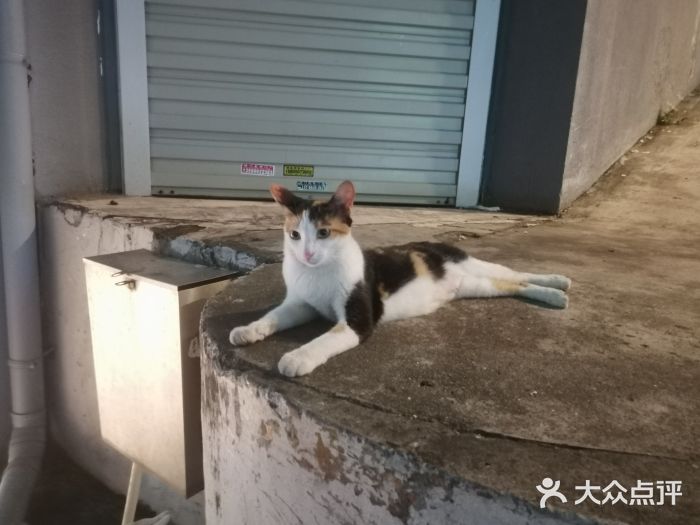 八婆婆烧仙草(中山路店)图片