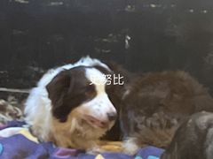 -萌喵宠狗爱心宠咖