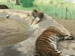 -栾川竹海野生动物园