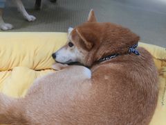 -逗柴咖啡屋·狗咖猫咖宠物桌游