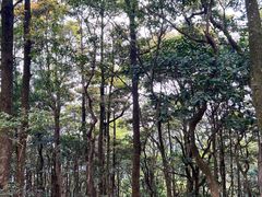 -梧桐山风景名胜区