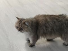 -豆逗聊愈猫阁Easy Life