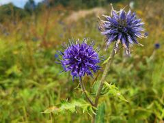 -白草畔自然风景区