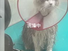 -美联众合爱康动物医院•复杂内科•肿瘤科•牙科•腔镜诊疗中心