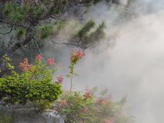 -东莞植物园
