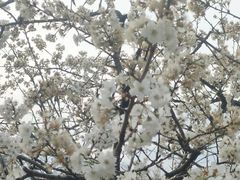 -两河城市森林公园