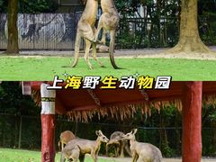 -上海野生动物园