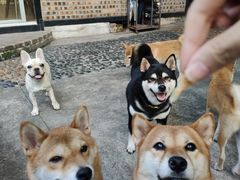 -柴犬高等学院·狗咖·柴犬售卖·宠物训练