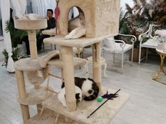 大堂-共舞时光猫咖·狗咖(新街口店)