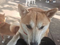 -柴犬高等学院·狗咖·柴犬售卖·宠物训练