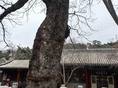 -潭柘寺景区
