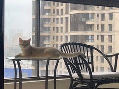 -东方名猫馆·英短金渐层布偶猫舍(环线广场1号楼店)