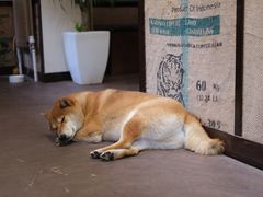 -啡语