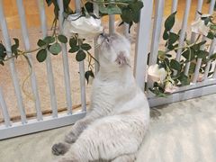 -藏猫猫咖啡主题馆(中央大道店)