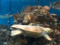 -上海海洋水族馆