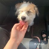 杭州找领养