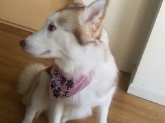 -Husky Go! 哈士奇体验馆·宠物咖啡厅狗咖