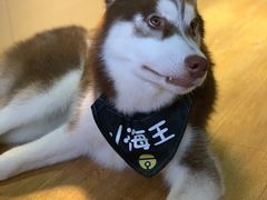 -Husky Go! 哈士奇体验馆·宠物咖啡厅狗咖
