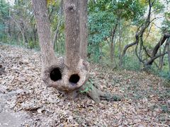 -上海佘山国家森林公园天马山园