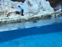 -帝企鹅自助餐厅•儿童岛•真企鹅(长隆企鹅酒店)