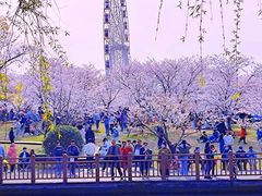 -顾村公园