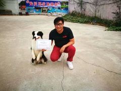 -宠物寄养训练学校