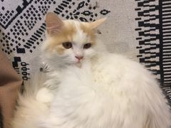 -平行世界·猫咖(首经贸店)