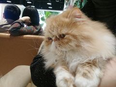 -藏猫猫咖啡主题馆(中央大道店)