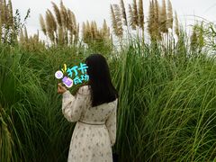 -南湖湿地公园