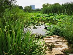 -大兴滨河森林公园