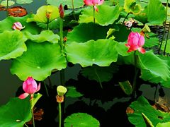 -天津东丽湖风景区