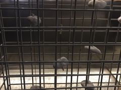 -喜茶(佛山顺德大良东乐路店)