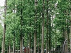 -黄海国家森林公园