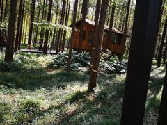 -黄海国家森林公园