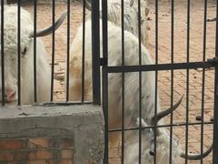 -保定市动物园
