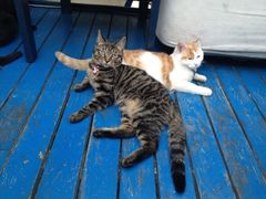 iphone_upload_pic-Sirena海妖日咖夜酒