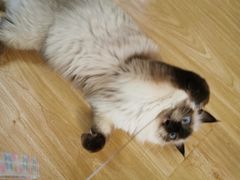 -猫和宫(六道口店)