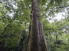 -天目山大树王景区