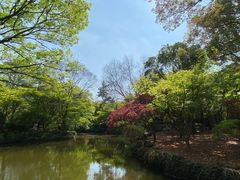 -秋霞圃
