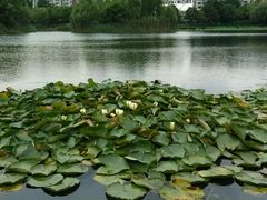 android_upload_pic-新江湾城公园