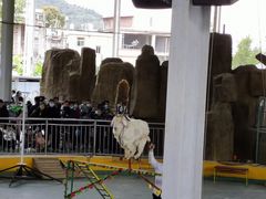 -泉州海丝野生动物世界