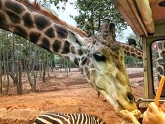 -清迈夜间动物园